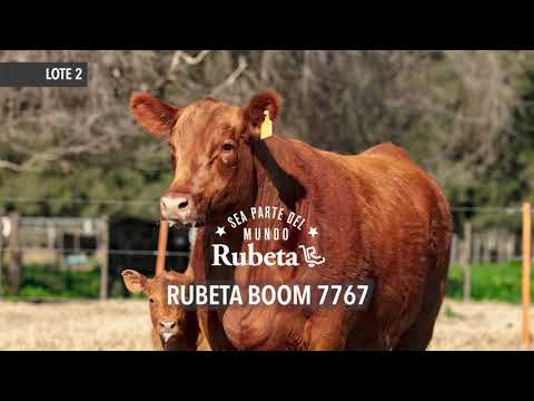 RUBETA BOOM 7767 - LOTE 2