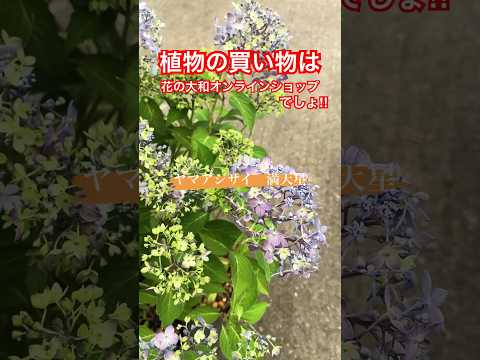 アジサイの開花を促進するのに最適なマルチは何ですか?  庭園