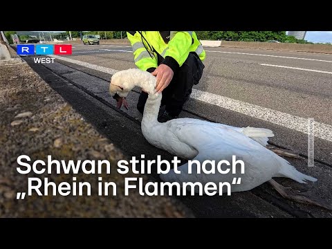 Schwan stirbt nach „Rhein in Flammen“ – Tierschützer erhebt schwere Vorwürfe | RTL WEST