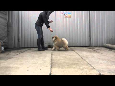 Бон Триумф Денс оф Лав