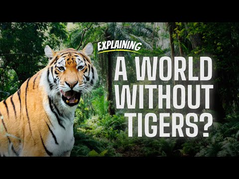 What happens if tigers go extinct?