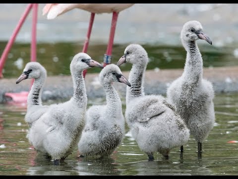 Fünf Flamingo-Küken geschlüpft I Tiergarten Schönbrunn