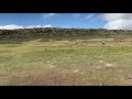 Abyssinian Wolves Playing
