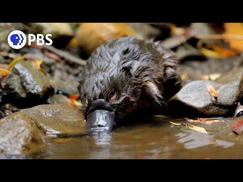 Baby Platypus Caught on Camera