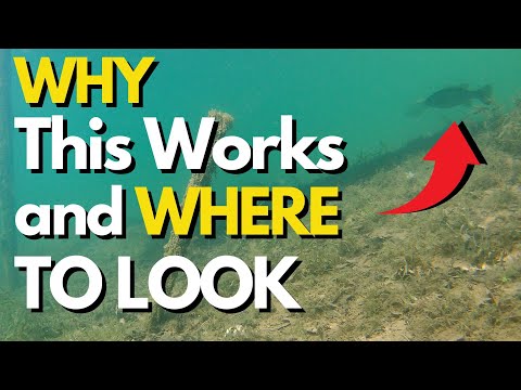 Top August Bass Fishing Lures and Techniques | Summer Bass Fishing Tips