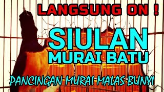 Download lagu SIULAN MURAI BATU❗ PANCINGAN MURAI MALAS AGAR BUNYI❗❗ LANGSUNG ON✅✅ mp3 Download lagu SIULAN MURAI BATU❗ PANCINGAN MURAI MALAS AGAR BUNYI❗❗ LANGSUNG ON✅✅ mp3