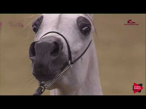 N.27 MINAWIR AL NASSER - 2019 Al Shaqab Arabian Horse Show Festival - Colts 2 Years Old (Class 1B)