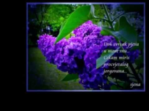 PROCVJETALA GRANA JORGOVANA , KUD "Luka Ilić Oriovčanin", Oriovac