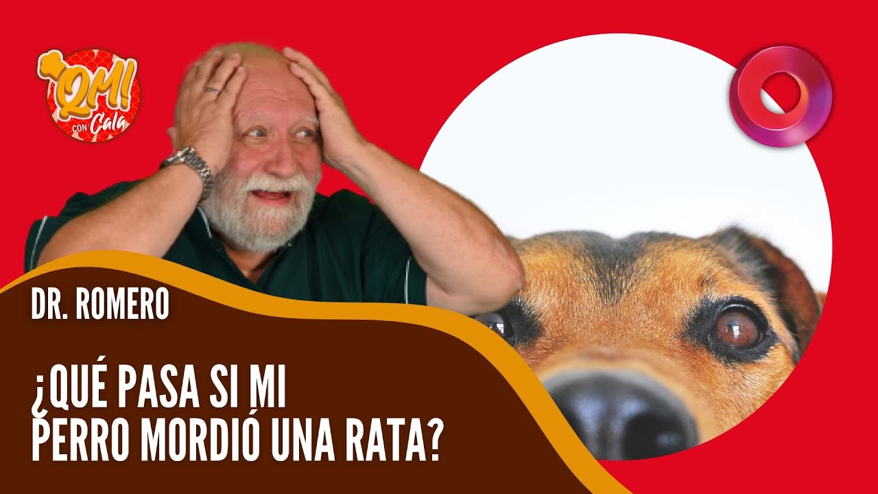 Watch ¿Qué pasa si mi perro mordió una rata Now ¿Qué pasa si mi perro mordió una rata