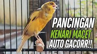 Download lagu Terapi Burung Kenari Gacor isian mewah !! Bikin Kenari Macet Anda Langsung Bunyi mp3