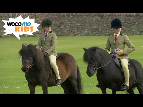 Hannah und die Shetland-Ponys | GEOlino-Reportage - Folge 25/50