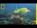 We Met Your Turtle National Geographic