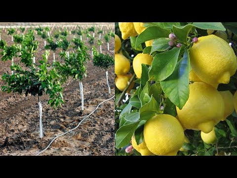 , title : 'فكرة عبقرية زراعة شجرة الليمون والبرتقال وجميع الحمضيات بكل سهولة _ تسريع نمو شجرة الليمون والحمضيات'