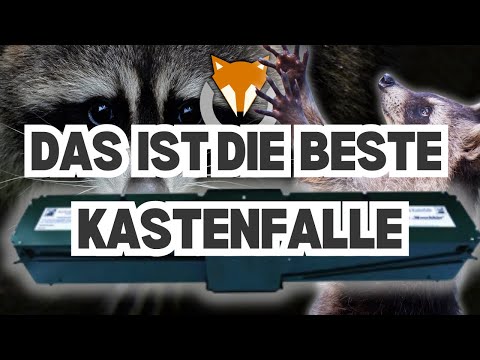 Das ist die BESTE Kastenfalle für WASCHBÄREN | Der Jungjägerguide