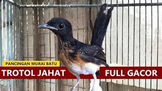 Download lagu Suara Murai trotol belajar bunyi GACOR ‼️ MP3 PIKAT & TERAPI burung MB anakan cepat EMOSI Fighter mp3 Download lagu Suara Murai trotol belajar bunyi GACOR ‼️ MP3 PIKAT & TERAPI burung MB anakan cepat EMOSI Fighter mp3