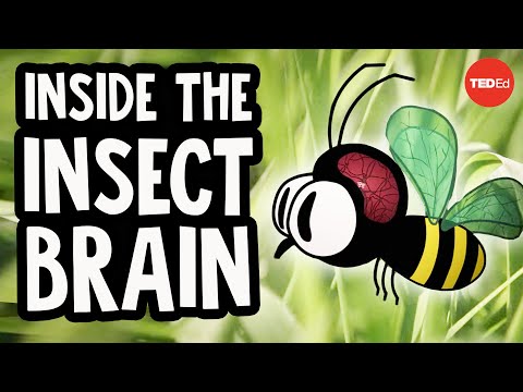 【TED-Ed】Anna Stöckl - 昆蟲大腦不思議 (Why the insect brain is so incredible - Anna Stöckl)