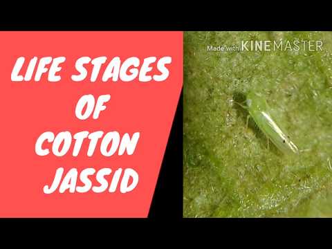 Control of leaf hopper in cotton