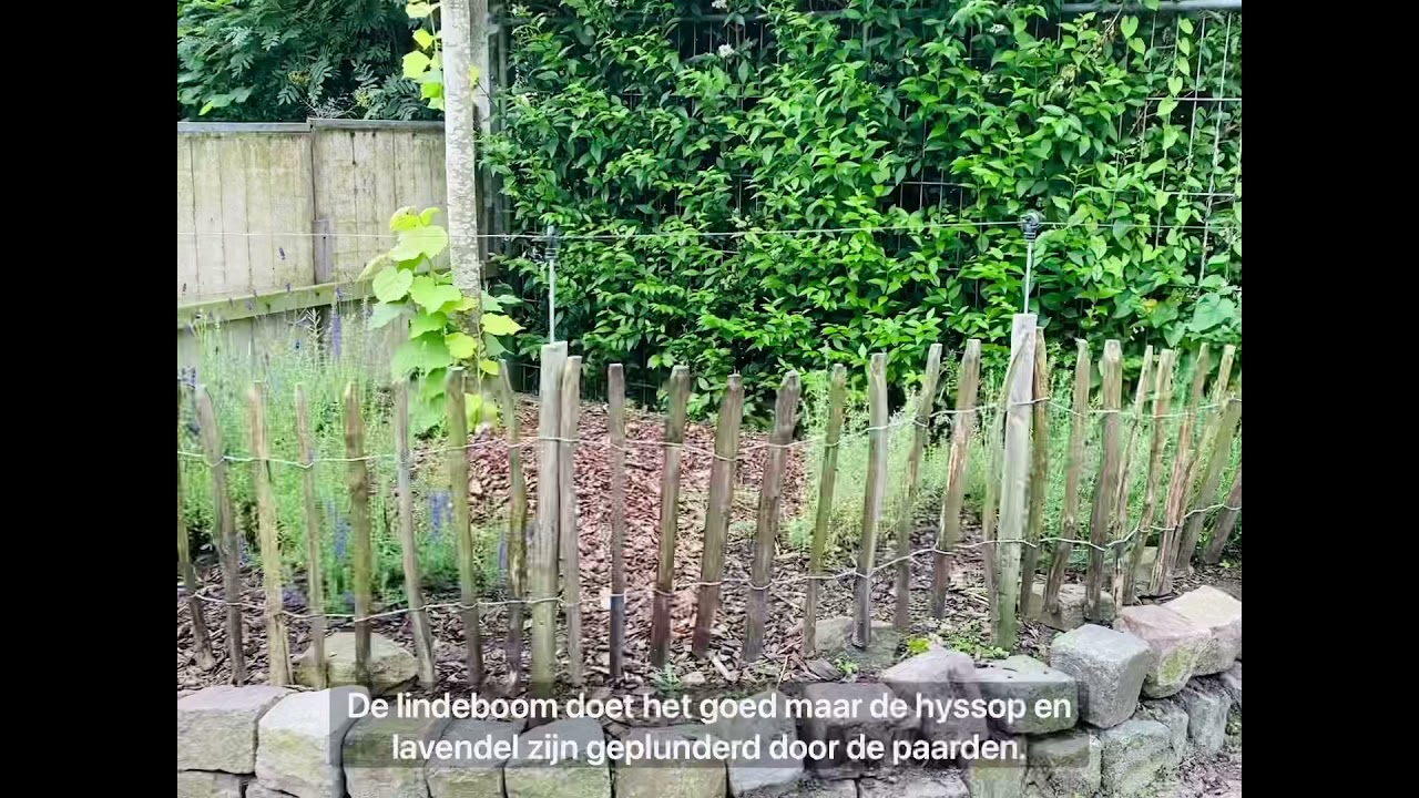 Kant-en-klare paardenborder in ons mini paddock paradise