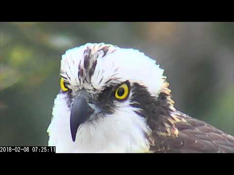Face To Face With An Osprey In Savannah, Georgia – Feb 8, 2018