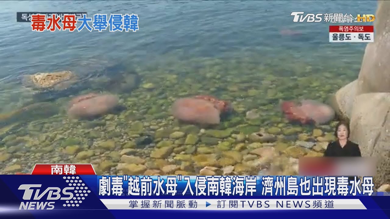 劇毒「越前水母」入侵南韓海岸 濟州島也出現毒水母