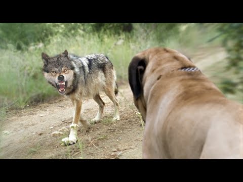 image-What dogs could kill a wolf?