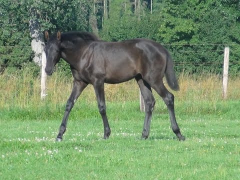 CADEAU CELESTE - RS., geb. Hann. 2015 v. Cadeau Noir x Wolkenstein II - Matcho AA
