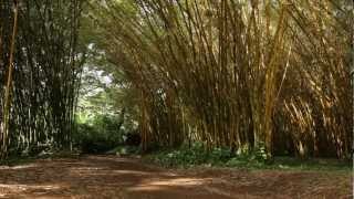 Bamboo Grove - Allerton Garden - National Tropical Botanical Garden