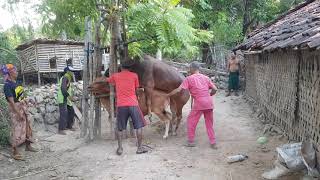 Download lagu Cara Mengawinkan Sapi Jantan-Betina di Madura_Sumenep mp3