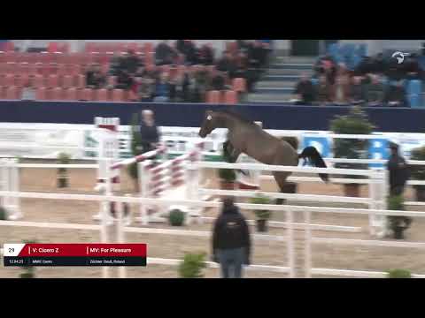 Kat. Nr. 29 Hengst v. Cicero Z - For Pleasure *12.04.2023