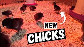 New Breed of Egg Laying Chickens!
