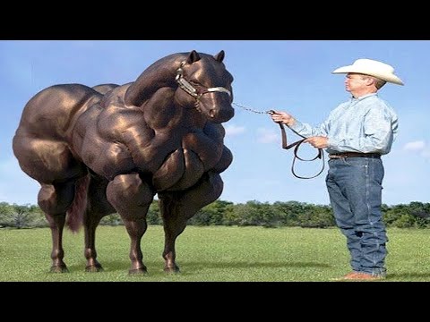 , title : '10 Horse Breeds You Will Not Believe Exist'