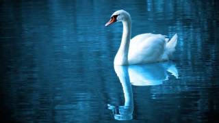 Every Door - Gene Loves Jezebel