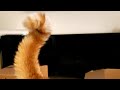 Cat Tail Puffs Up