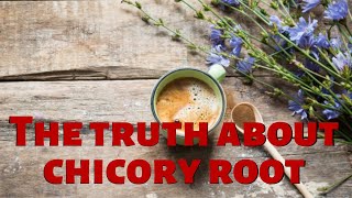The truth about chicory root | Healthy eating