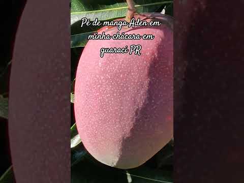 Pé de manga Aden em minha chácara em guaraci PR