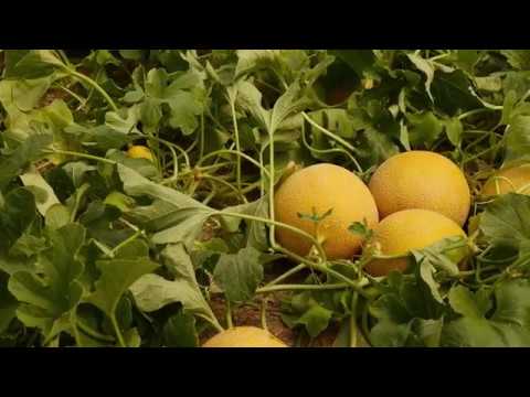 Video: TERRAL F1