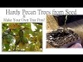 How to Grow Pecan Trees from Seed 