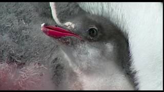 Many mother penguins will not survive and return to their nest.