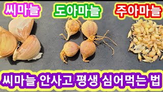 씨마늘 안사고 평생 마늘 심어먹는 방법 홍산마늘 심는시기,방법,밭만들기 씨마늘 마늘종자 주아,도아마늘