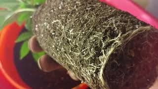 Crop King Seeds White Widow Feminized 4x4 Room Cannabis Grow Journal Day 28 / Wk 3 Veg w/ 420w CFL