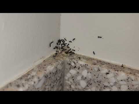 Swarm of Ants Attracted to Discarded Food in Freehold, NJ