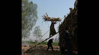 Global employment in 2026: A fragile stability