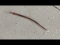 Movement of earthworm