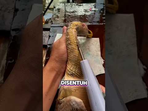 Alat Pencabut Bulu Bebek China