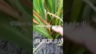 Download lagu overcome stem rot and dry leaves in rice #agriculture #organicfarmer #rice disease mp3 Download lagu overcome stem rot and dry leaves in rice #agriculture #organicfarmer #rice disease mp3