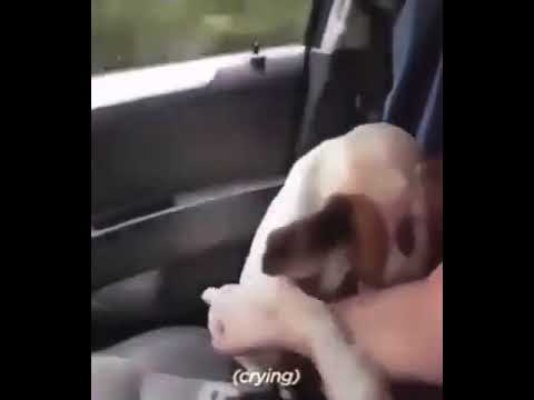 CHANGE a Life...ADOPT/RESCUE an animal....