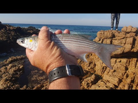 True North Fishing: Fishing the Gullies and Beach for Reef fish