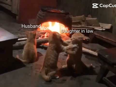 FUNNY CAT FIGHT VIDEO - SAAS VS BAHU - LIFE WITH SAMINA AKHTAR