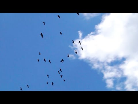 О чём должен помнить каждый охотник Гомельского региона видео