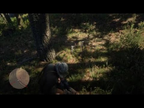 Red Dead Redemption 2 oque fazer quando encontrar os murfrees